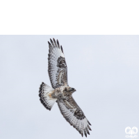 گونه سارگپه پرپا Rough-legged Buzzard